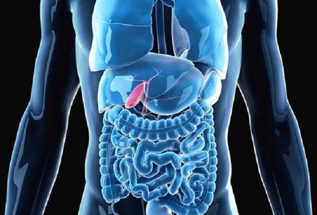 Túi mật là một cơ quan nhỏ hình quả lê nằm bên dưới gan. Mục đích chính là lưu trữ và cô đặc mật