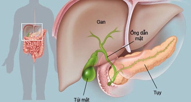 Gan là một tạng lớn, có nhiều chức năng quan trọng