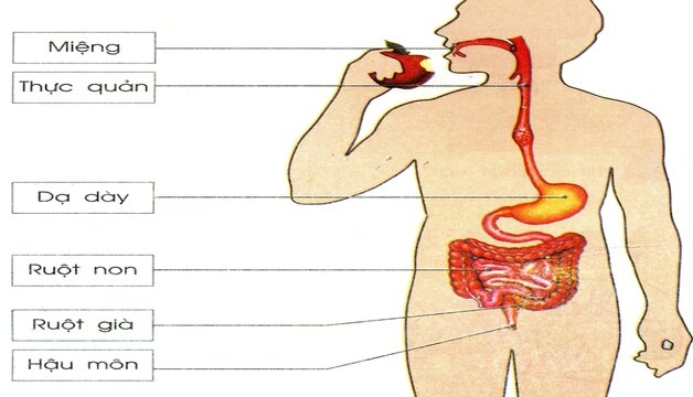 Cấu tạo hệ tiêu hóa người