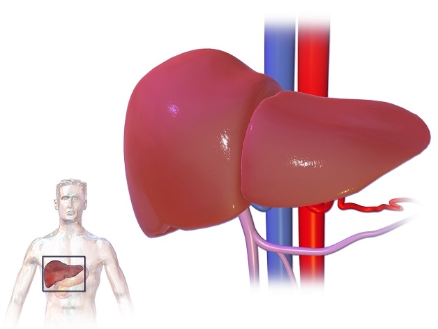 Bệnh viêm gan B cấp có chữa được không?
