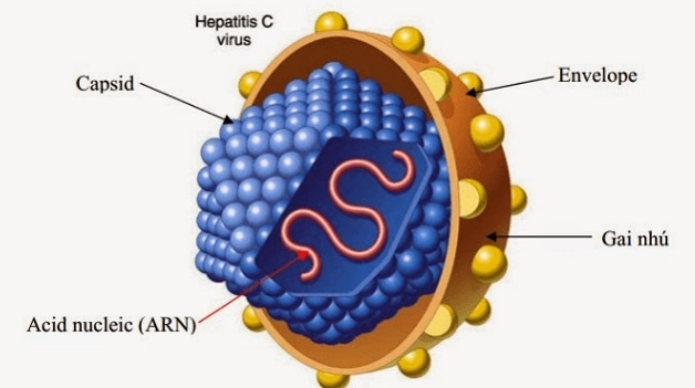 Virus viêm gan C sống được bao lâu?