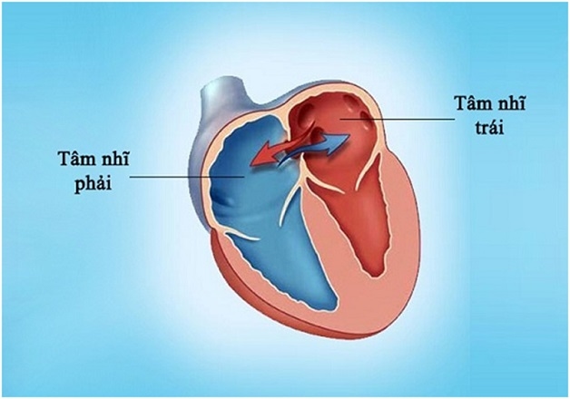 Hiện tượng xuất hiện các lỗ thủng giữa các vách ngăn liên nhĩ chiếm khoảng 5-10% các dị tật tim bẩm sinh.