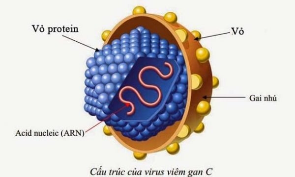 Viêm gan C do virus HCV gây ra