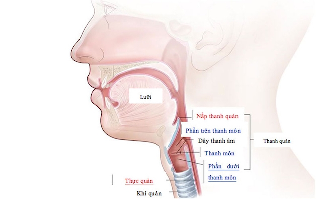 Khi các biểu mô ở thanh quản tăng trưởng một cách mất kiểm soát sẽ hình thành nên các khối u ở thanh quản.