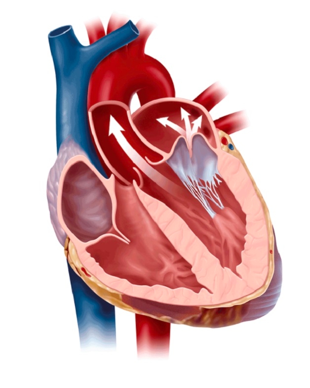 Hở van tim 2 lá ở giai đoạn đầu thường không nguy hiểm. Nhưng nếu không phát hiện và điều trị kịp thời có thể dẫn tới những biến chứng khó lường.