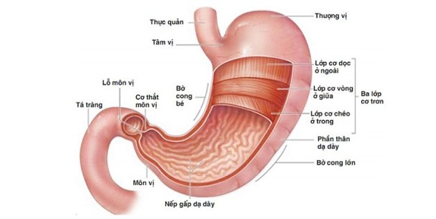 giải phẫu dạ dày