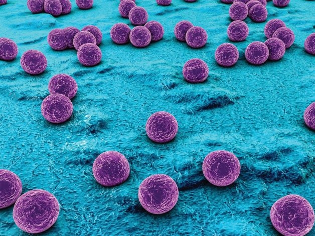 Nhiễm khuẩn Staphylococcus là nguyên nhân dẫn đến viêm bờ mi mắt tụ cầu
