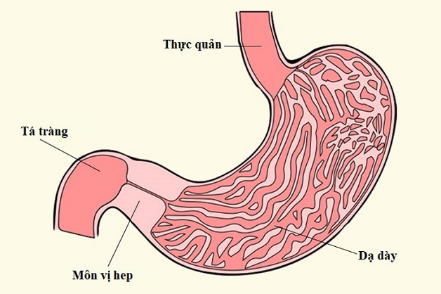 Loét bao tử có nguy hiểm không? Bệnh có thể gây ra nhiều biến chứng nguy hiểm