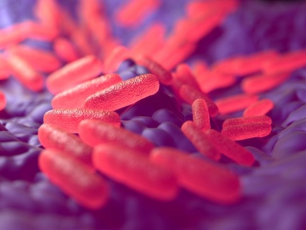 Nguyên nhân sinh ho gà được xác định là do trực khuẩn gram âm Bordetella. pertussis
