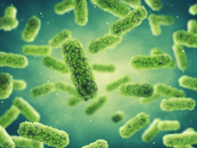 Trực khuẩn gram âm Bordetella. pertussis là nguyên nhân sinh ho gà ở trẻ