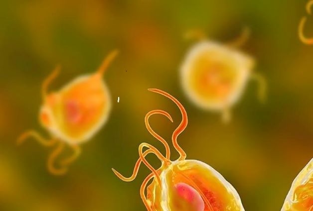 Ký sinh trùng Trichomonas - Nguyên nhân gây viêm âm đạo phổ biến ở nữ giới