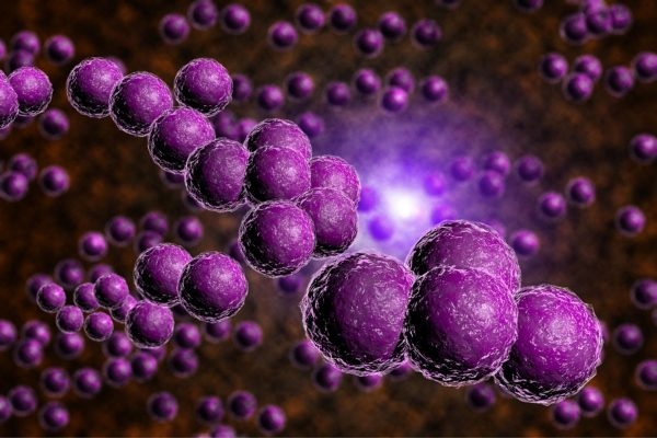 Virus adeno hoặc liên cầu khuẩn, tụ cầu khuẩn... là tác nhân gây bệnh chủ đạo, trả lời cho câu hỏi đau mắt đỏ ở trẻ em do đâu 
