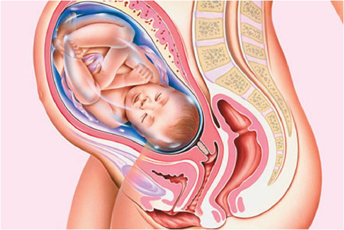 Bước vào tuần thứ 38 của thai kỳ, thai nhi đã có sự phát triển gần như hoàn thiện nhất