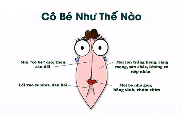 Môi lớn có cấu trúc đặc biệt, nằm ở vị trí bên ngoài, bảo vệ tốt âm hộ, âm đạo