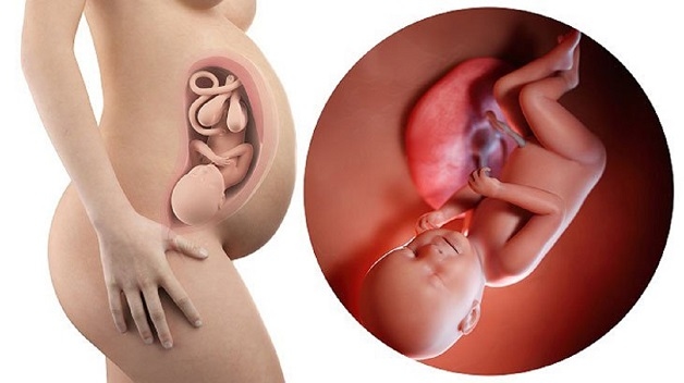 Thai nhi ở tuần thứ 37-40 được coi là đủ tháng và có thể chào đời an toàn.