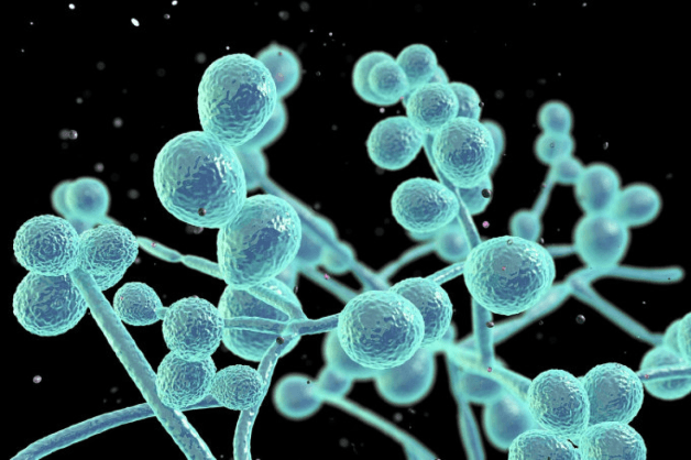 Nấm candida - 