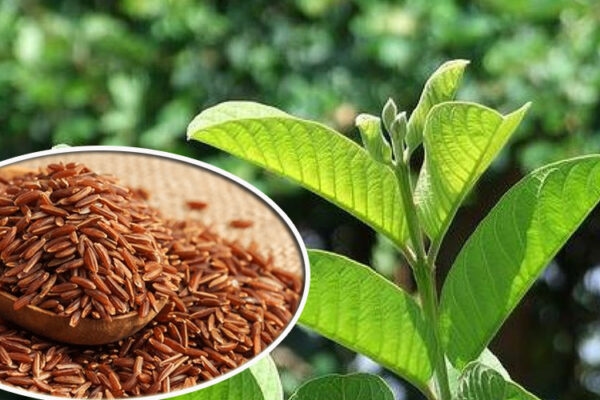 Trào ngược dạ dày ăn gạo lứt