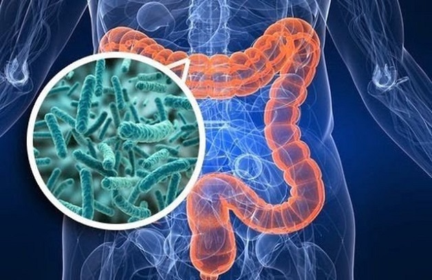 Các loại vi khuẩn là nguyên nhân gây bệnh