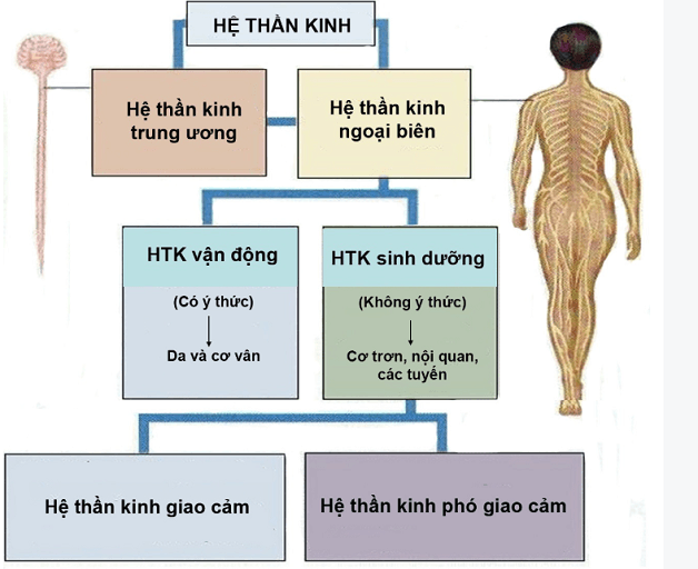Mô phỏng bị rối loạn thần kinh tự chủ