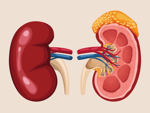 Gan tổn thương có thể dẫn tới suy thận