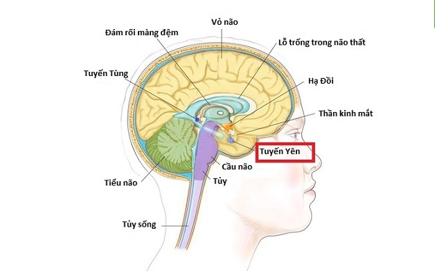 Bệnh lùn tuyến yên biểu hiện thế nào.
