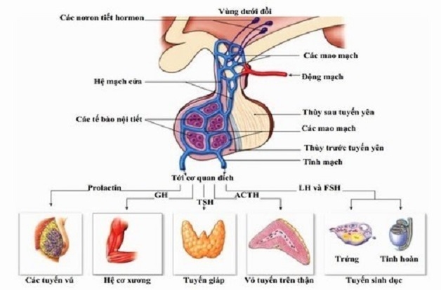Bệnh lùn tuyến yên cần điều trị như thế nào?