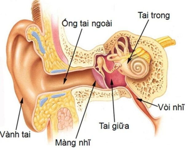Viêm tai ngoài là gì