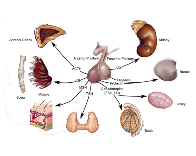 Các cơ quan trong có thể đa số đều có sự góp mặt của tuyến yên