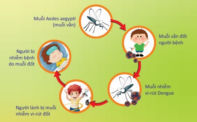 Những con đường chính lây bệnh sốt xuất huyết