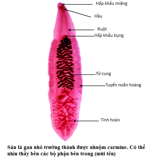 trứng sán lá gan nhỏ
