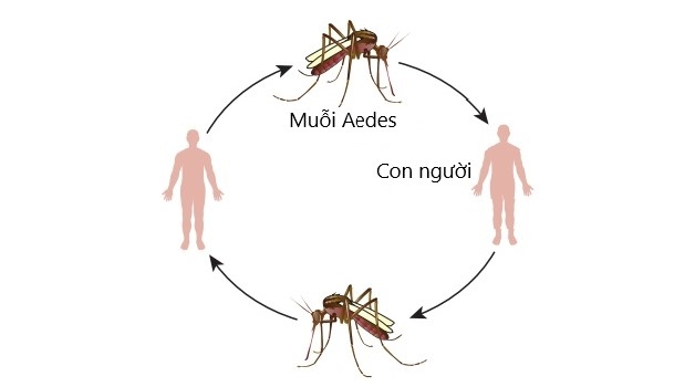 Cảnh giác mức độ nguy hiểm và những biến chứng sốt xuất huyết