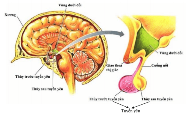 Hình ảnh giải phẫu tuyến yên