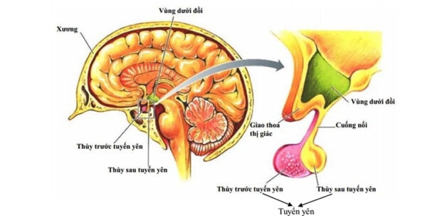 Hình ảnh tuyến yên