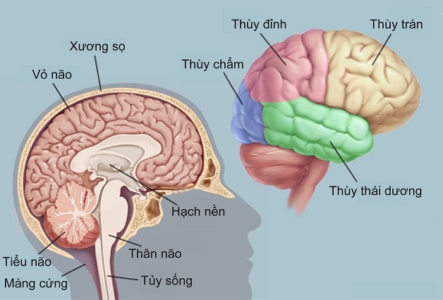Đột quỵ thân não là gì?