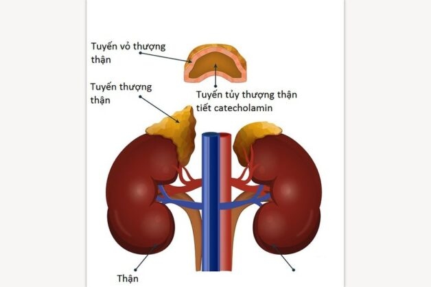 Tuyến thượng thận ở đâu là câu hỏi nhiều người thắc mắc