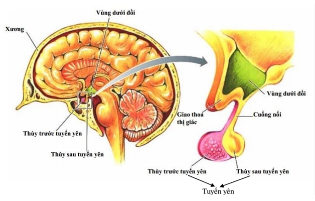 Vị trí tuyến yên nằm sau xương mũi, tại sàn não thất ba, bên trong hố yên của thân xương bướm.
