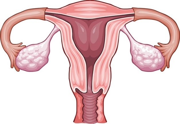 Mỗi phụ nữ có hai buồng trứng, mỗi buồng trứng nằm ở một bên của tử cung