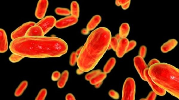 Vi khuẩn Bordetella Pertussis chính là 