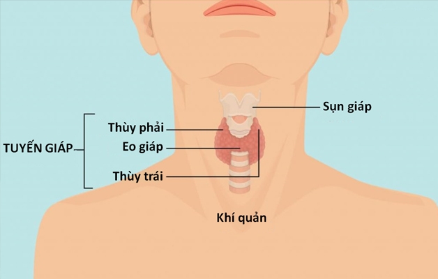 Tuyến giáp có hình cánh bướm được nối với nhau bởi eo tuyến giáp.