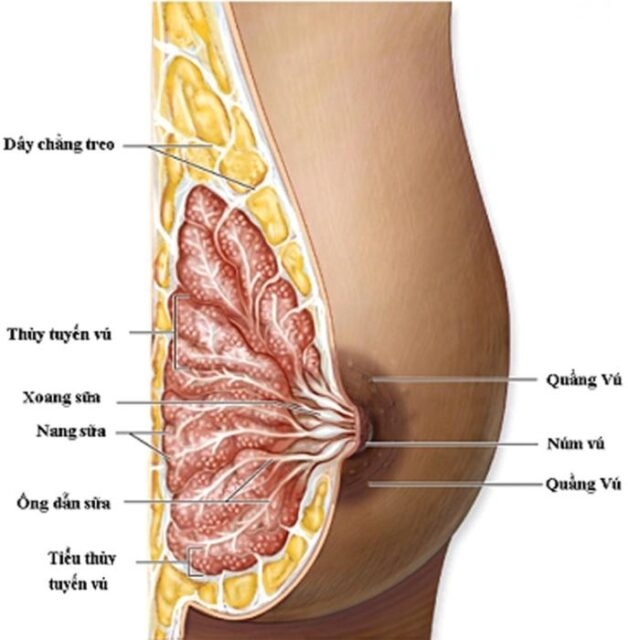 U nang tuyến vú có thể gặp ở bất kỳ độ tuổi nào nhưng thường thấy ở phụ nữ dưới 50 tuổi và người có dùng thuốc hỗ trợ nội tiết tố nữ.