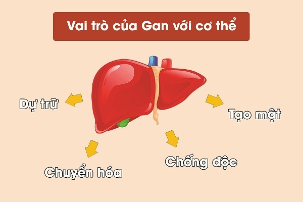 gan bị ung thư ảnh hưởng chức năng gan
