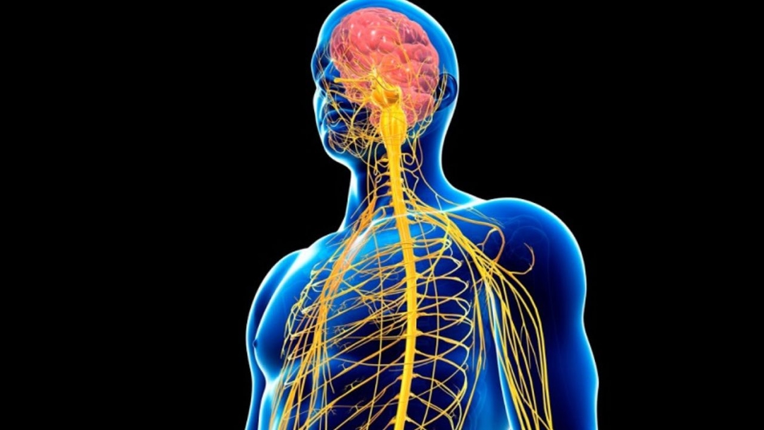 Biểu hiện và cách điều trị bệnh thần kinh ngoại vi