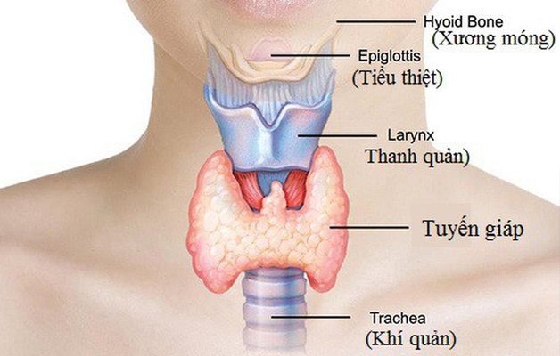 Minh họa vị trí tuyến giáp.