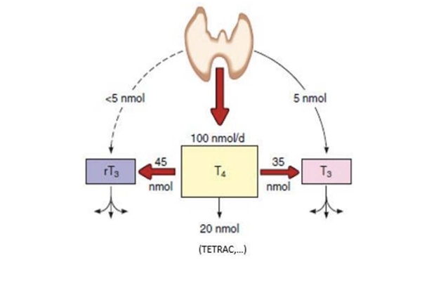Tuyến giáp tiết ra hormone nào - hormone T3 và T4.