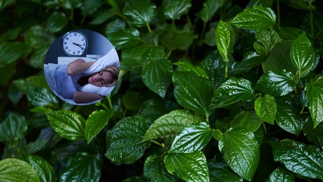 Thực hư lá lốt chữa mất ngủ