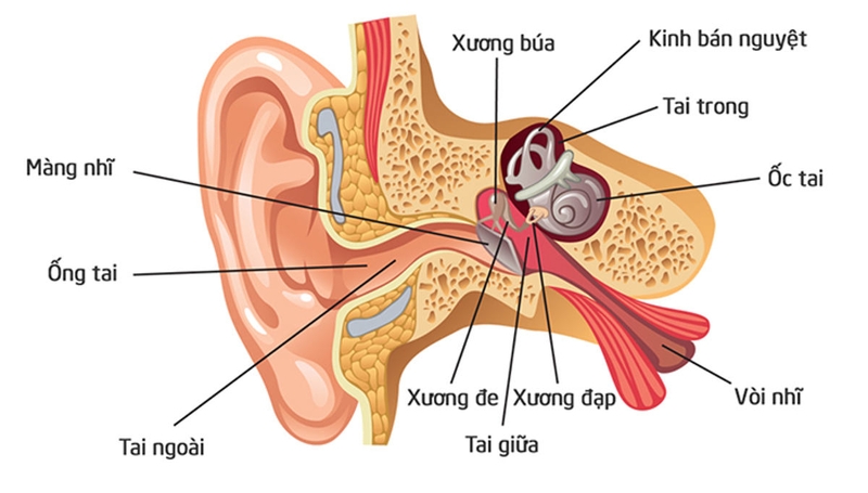 Bệnh viêm tai