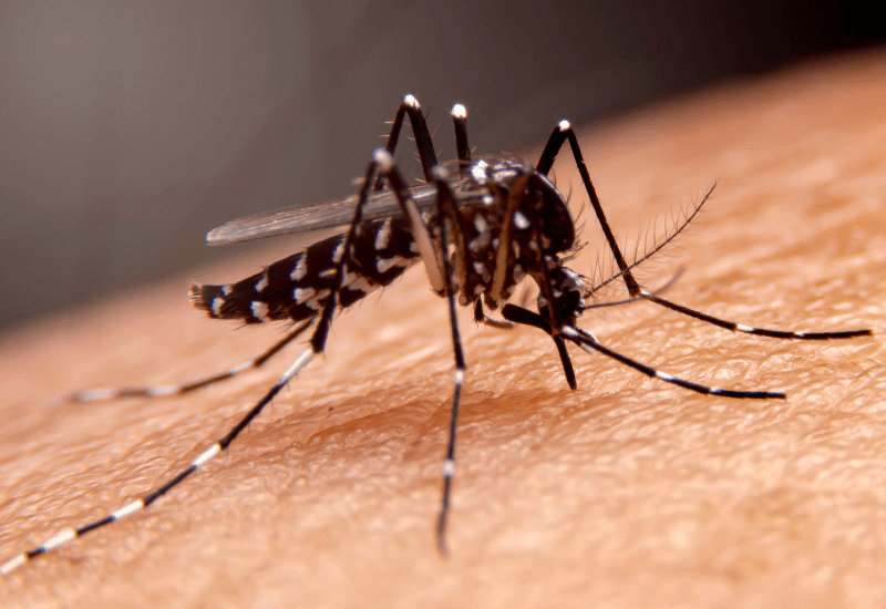 Muỗi vằn (Aedes aegypti) là véc tơ truyền sốt xuất huyết chính.