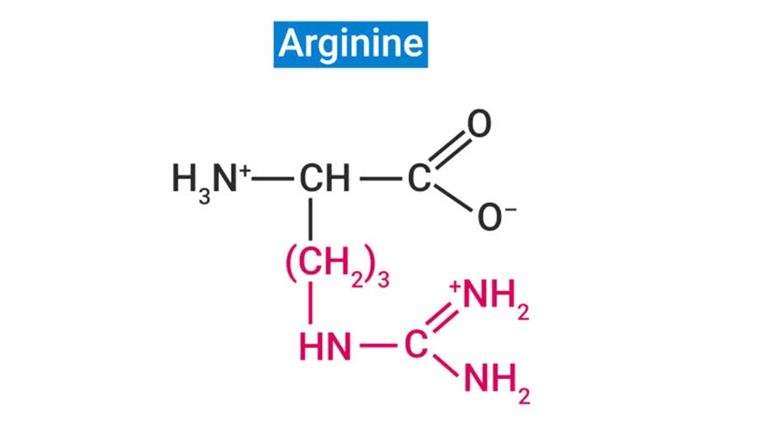 Arginine và vai trò quan trọng trong bảo vệ sức khỏe