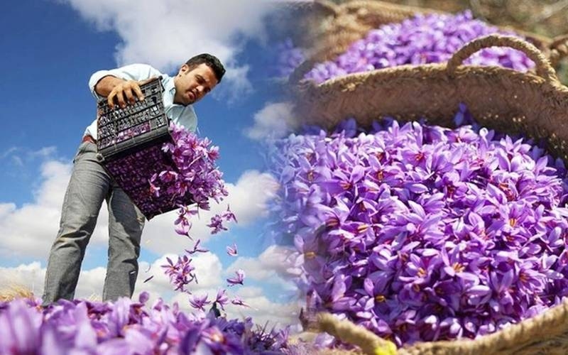 Colchicine 1mg bào chế