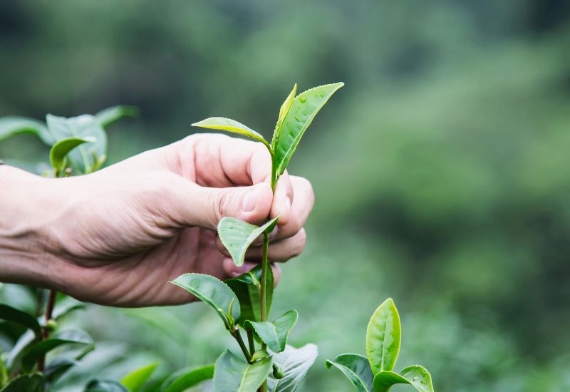 Việc bổ sung các thực phẩm có tính chống viêm sẽ giúp giảm các triệu chứng khó chịu và hỗ trợ quá trình phục hồi.